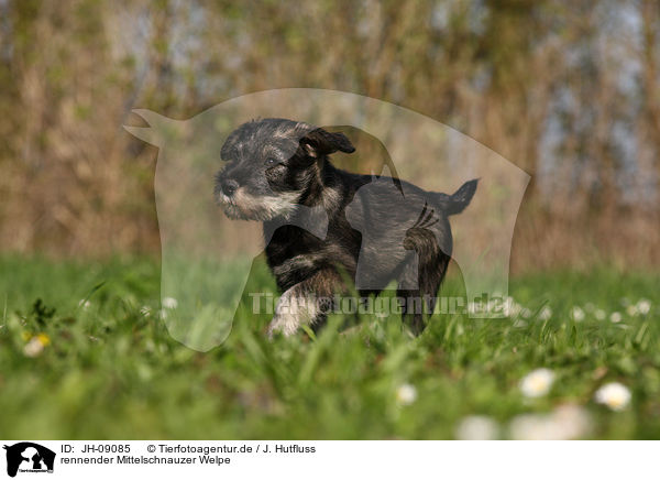 rennender Mittelschnauzer Welpe / running Schnauzer puppy / JH-09085