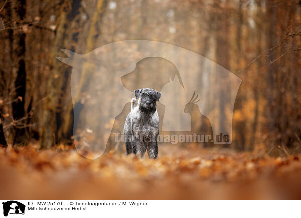 Mittelschnauzer im Herbst / Standard Schnauzer in autumn / MW-25170