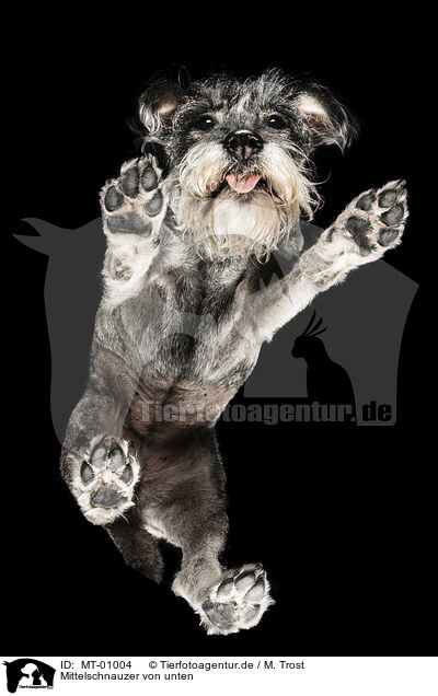 Mittelschnauzer von unten / Standard Schnauzer from below / MT-01004