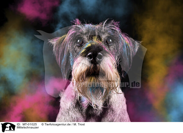 Mittelschnauzer / Standard Schnauzer / MT-01025