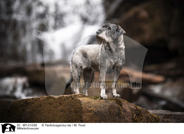 Mittelschnauzer / Standard Schnauzer / MT-01056