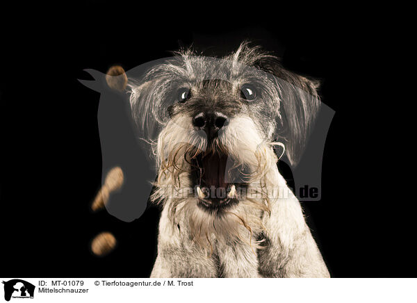 Mittelschnauzer / Standard Schnauzer / MT-01079