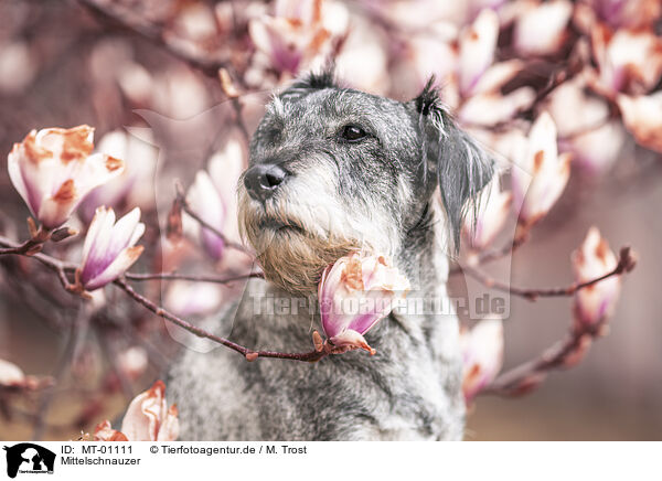 Mittelschnauzer / Standard Schnauzer / MT-01111