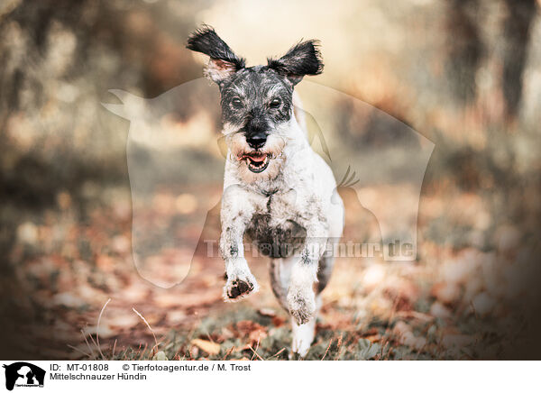 Mittelschnauzer Hndin / female Standard Schnauzer / MT-01808