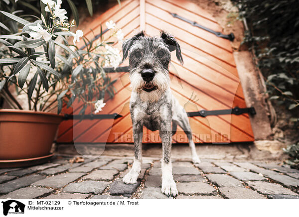 Mittelschnauzer / Standard Schnauzer / MT-02129