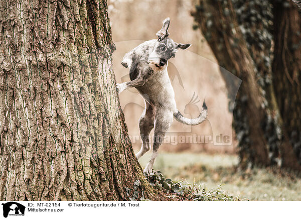 Mittelschnauzer / Standard Schnauzer / MT-02154