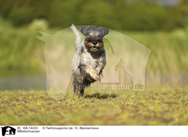 Mittelschnauzer / Standard Schnauzer / KB-14423