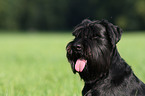 schwarzer Mittelschnauzer