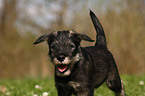 Mittelschnauzer Welpe