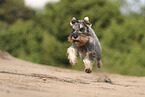 Mittelschnauzer