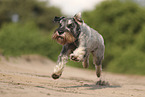 Mittelschnauzer