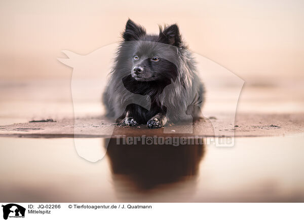 Mittelspitz / German Spitz / JQ-02266