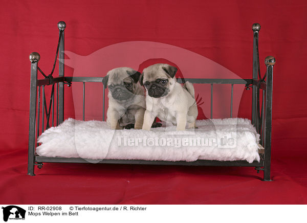 Mops Welpen im Bett / Pug Puppies / RR-02908