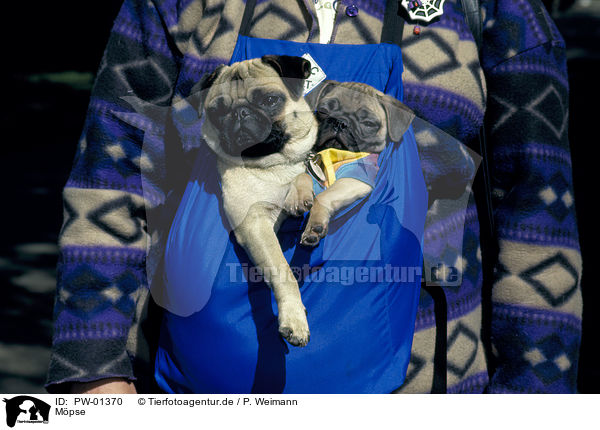 Mpse / Pugs / PW-01370