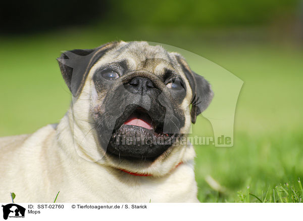 Mops / pug / SST-02760