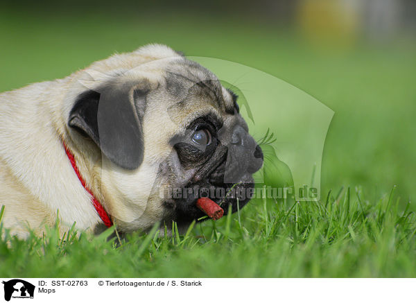 Mops / pug / SST-02763