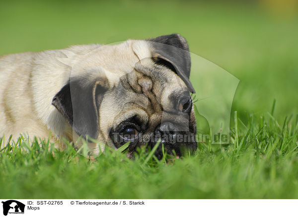 Mops / pug / SST-02765