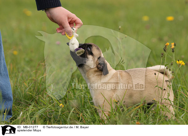 spielender Mops / playing pug / MB-01277