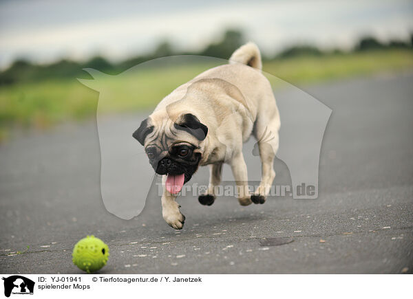 spielender Mops / playing pug / YJ-01941