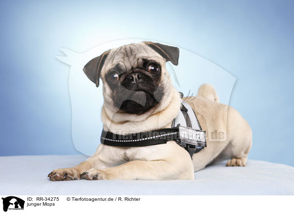 junger Mops / young pug / RR-34275