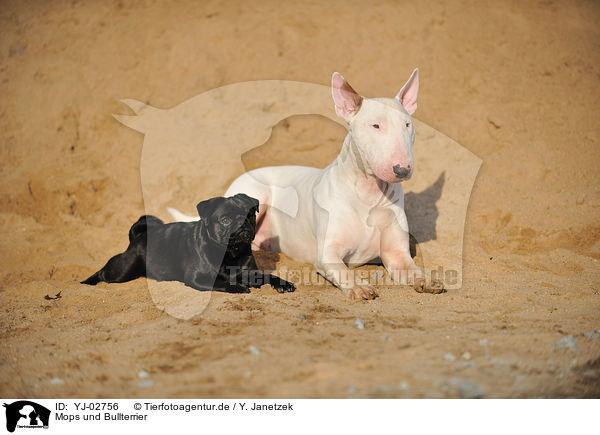 Mops und Bullterrier / pug and bullterrier / YJ-02756