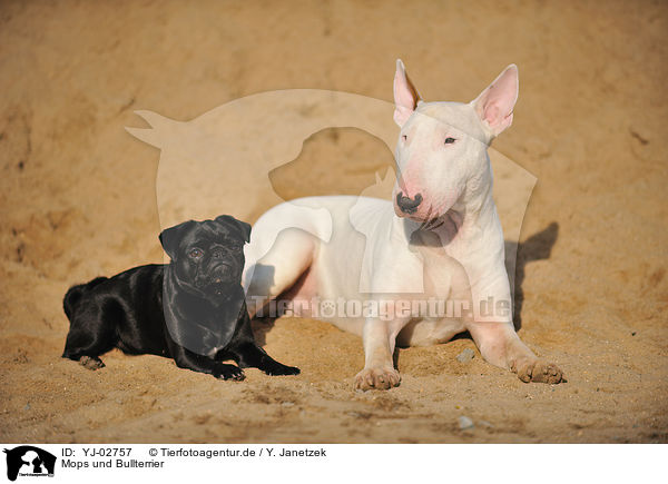 Mops und Bullterrier / pug and bullterrier / YJ-02757