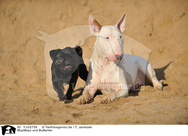 MopMops und Bullterrier / pug and bullterrier / YJ-02759