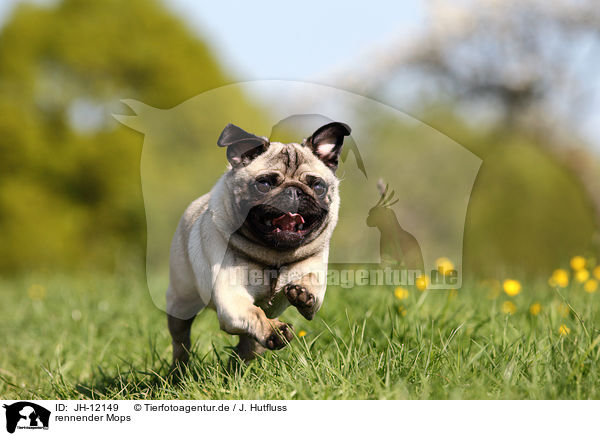 rennender Mops / running pug / JH-12149