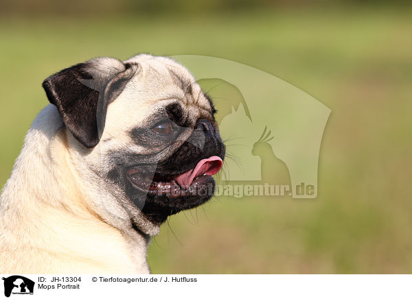 Mops Portrait / pug portrait / JH-13304