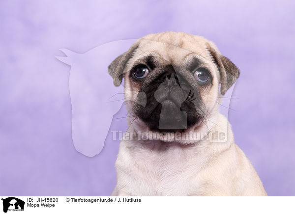 Mops Welpe / pug puppy / JH-15620