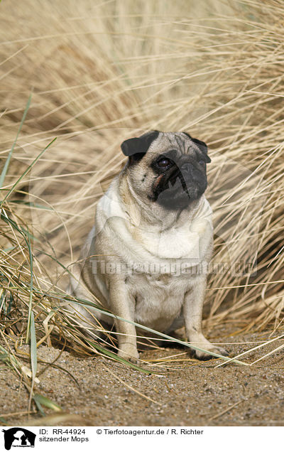 sitzender Mops / sitting pug / RR-44924