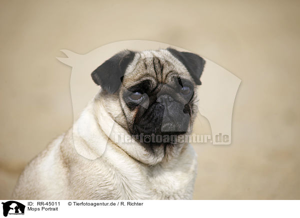 Mops Portrait / pug portrait / RR-45011