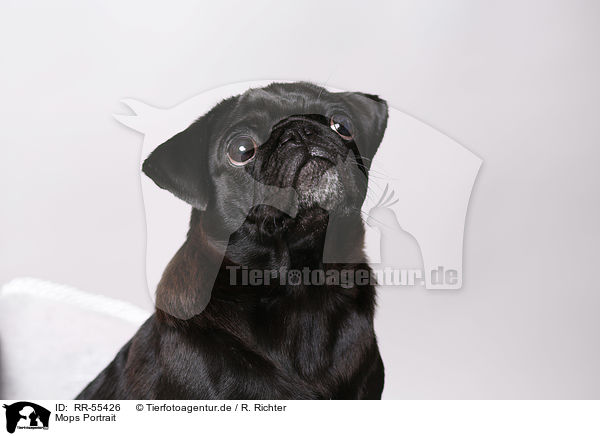 Mops Portrait / pug portrait / RR-55426