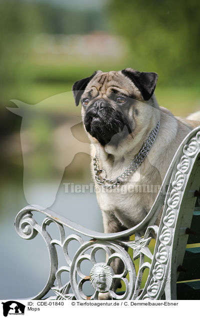 Mops / Pug / CDE-01840