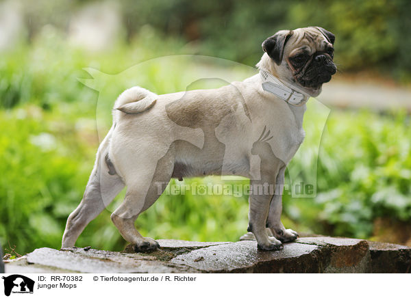 junger Mops / young pug / RR-70382