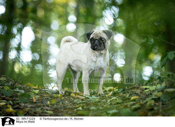 Mops im Wald / pug in the forest / RR-71224