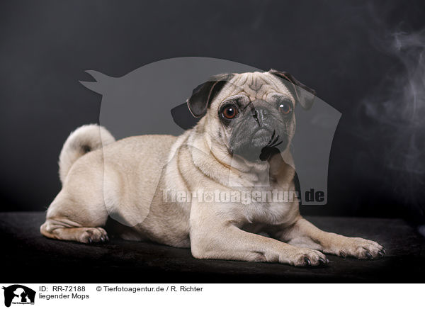 liegender Mops / lying pug / RR-72188