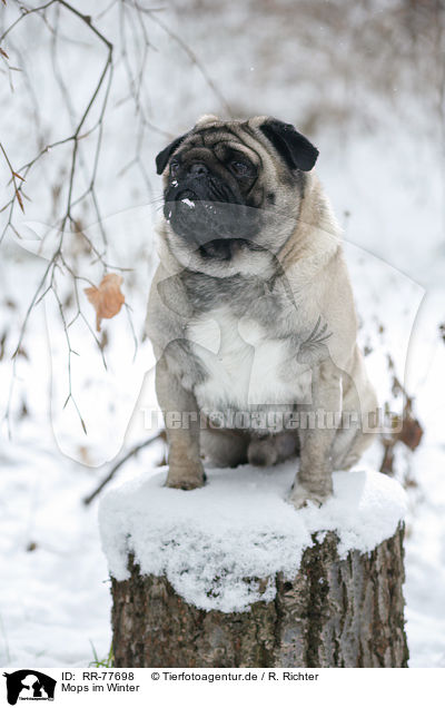 Mops im Winter / pug at winter / RR-77698