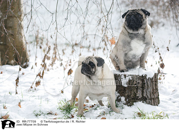 zwei Mpse im Schnee / two pugs in snow / RR-77709