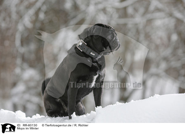 Mops im Winter / pug in winter / RR-80130