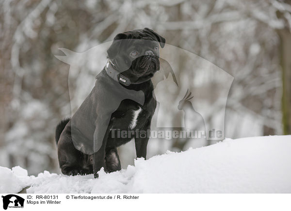 Mops im Winter / pug in winter / RR-80131