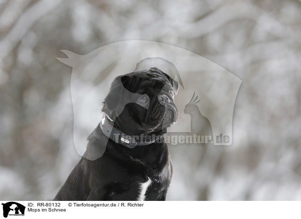 Mops im Schnee / pug in snow / RR-80132