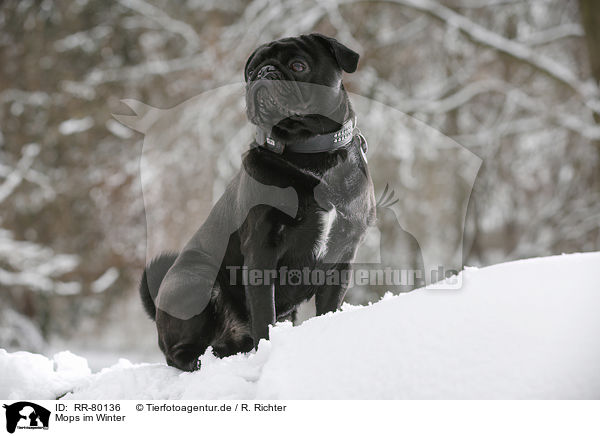 Mops im Winter / pug in winter / RR-80136