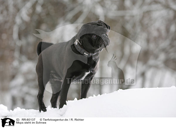 Mops steht im Schnee / pug stands in snow / RR-80137