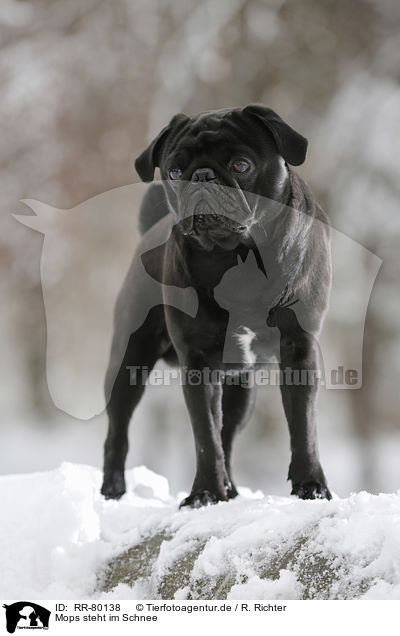 Mops steht im Schnee / pug stands in snow / RR-80138
