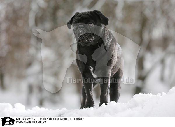 Mops steht im Schnee / pug stands in snow / RR-80140