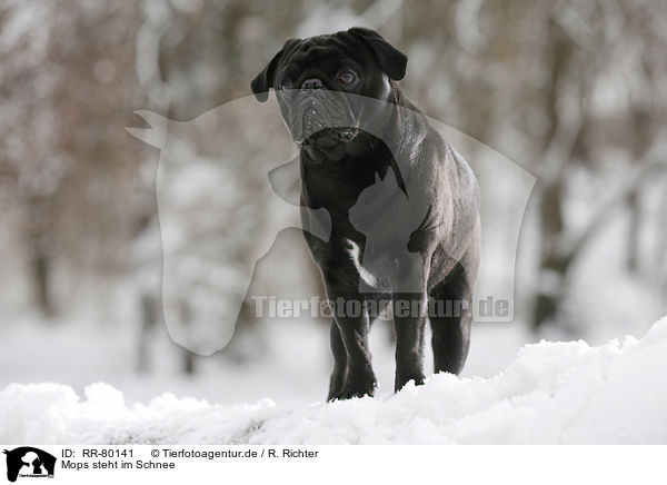 Mops steht im Schnee / pug stands in snow / RR-80141