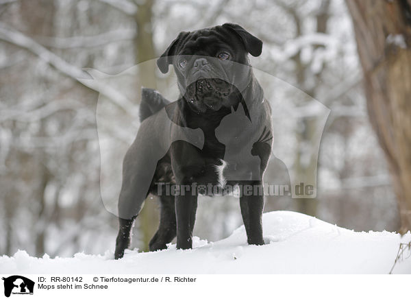 Mops steht im Schnee / pug stands in snow / RR-80142