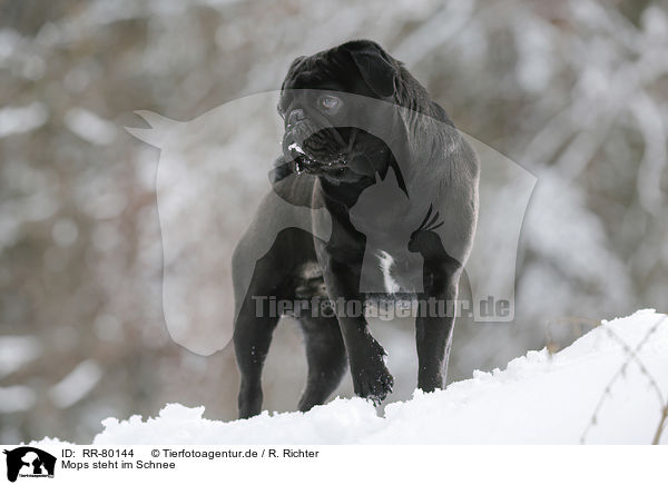 Mops steht im Schnee / pug stands in snow / RR-80144