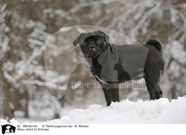 Mops steht im Schnee / pug stands in snow / RR-80145